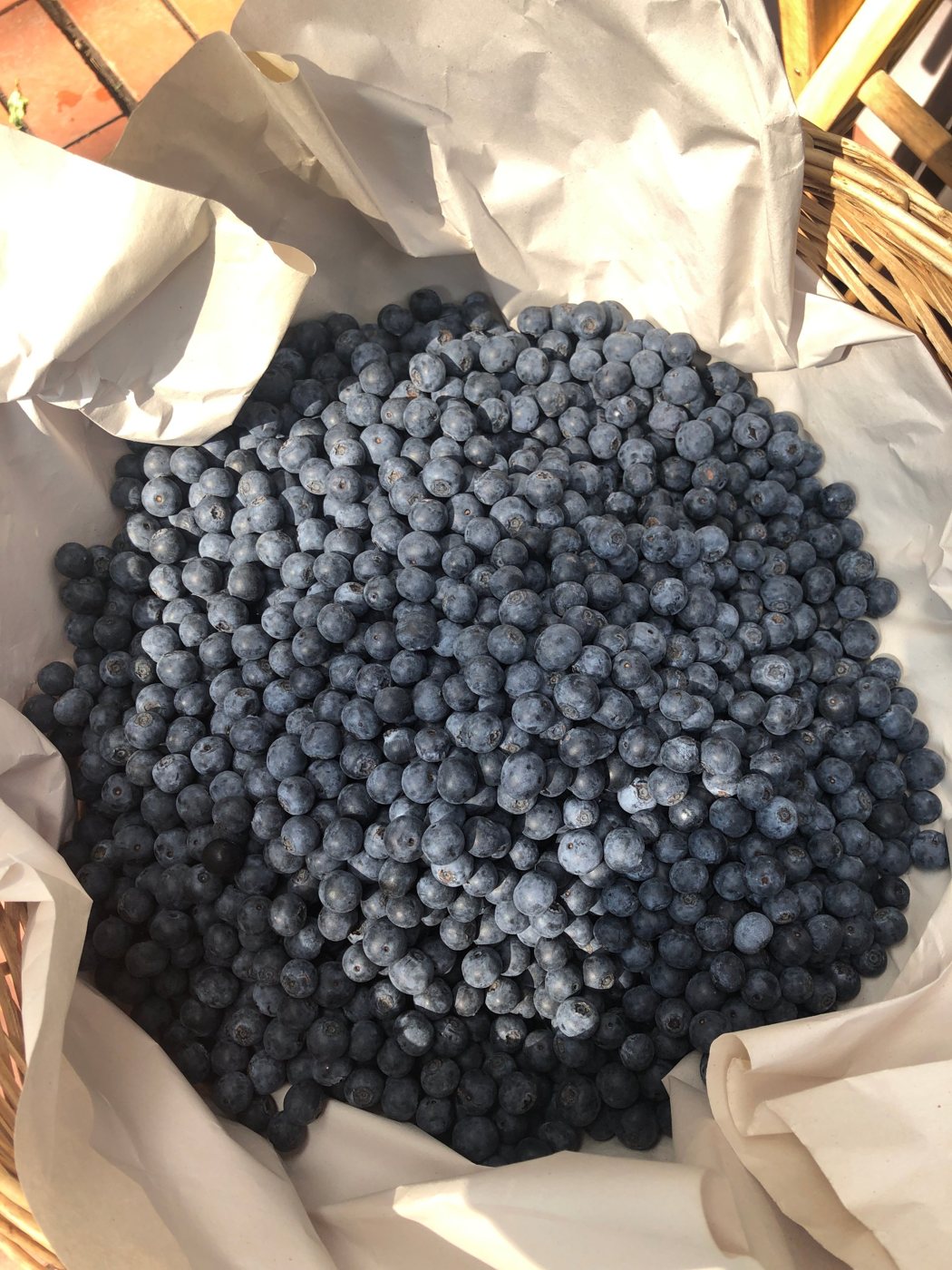 A basket of fresh blueberries