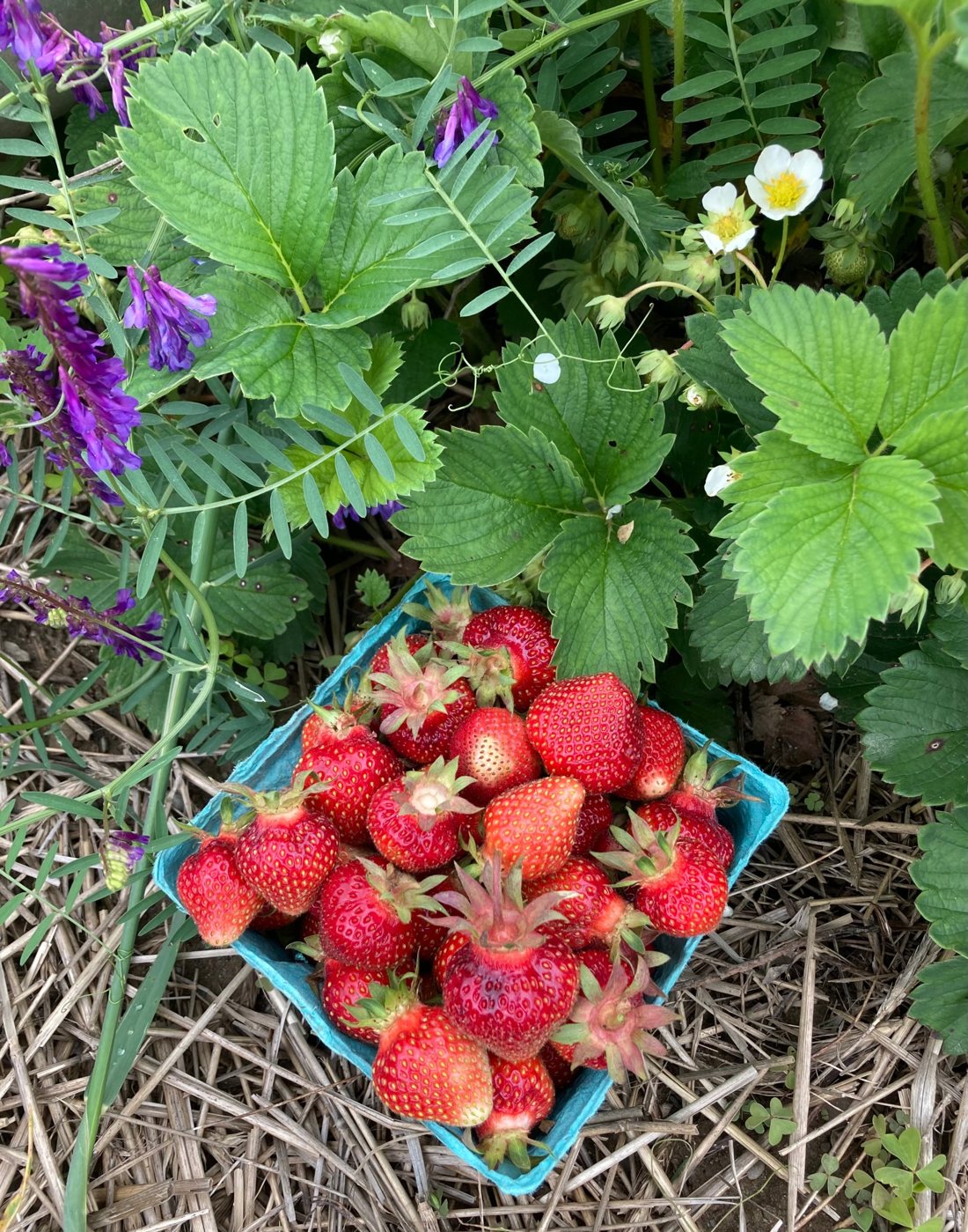 Freshly picked strawberries in a garden